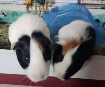 Rescue Guinea Pig Guinea Pigs for Adoption - Tupac & Joey | PetCurious